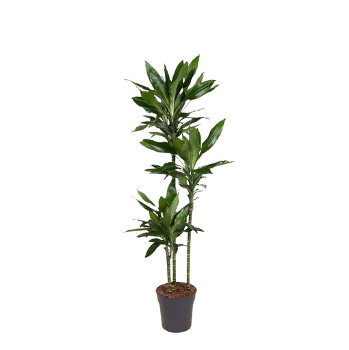 "Dracaena Janet Lind - 150-160 cm - ø24 image"