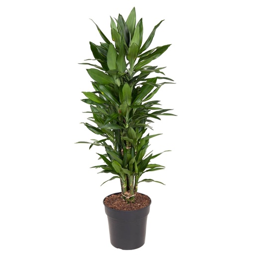 "Drachenbaum Janet Lind (Dracaena jamesii) – pflegeleichte Zimmerpflanze, Höhe ca. 110 cm image"