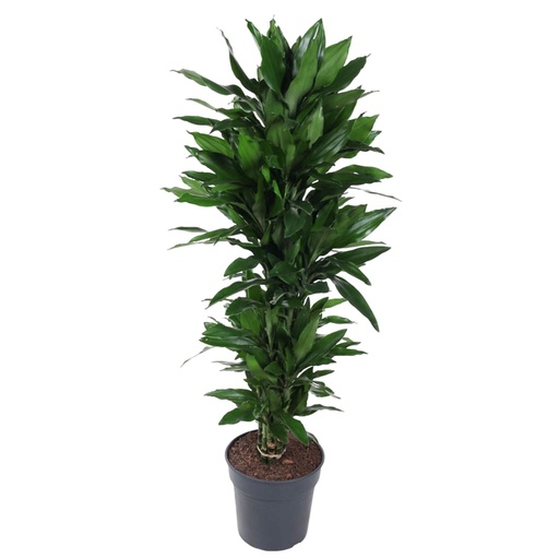 "Dracaena Janet Lind verzweigt - 140 cm - ø31 image"