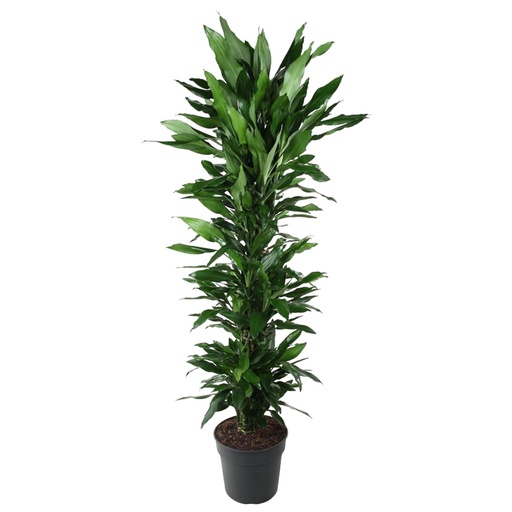 "Dracaena Janet Lind verzweigt - 170 cm - ø34 image"