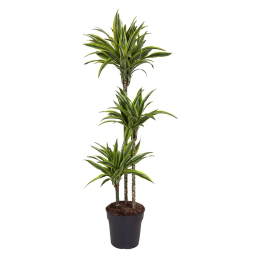 "Dracaena Zitrone Limette - 160 cm - ø24 image"