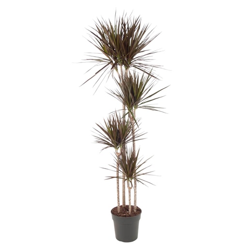"Magenta-Drachenbaum (Dracaena magenta) – pflegeleichte Zimmerpflanze, Höhe ca. 180 cm image"