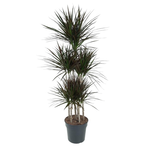 "Drachenbaum Magenta (Dracaena magenta) – pflegeleichte Zimmerpflanze, Höhe ca. 150 cm image"