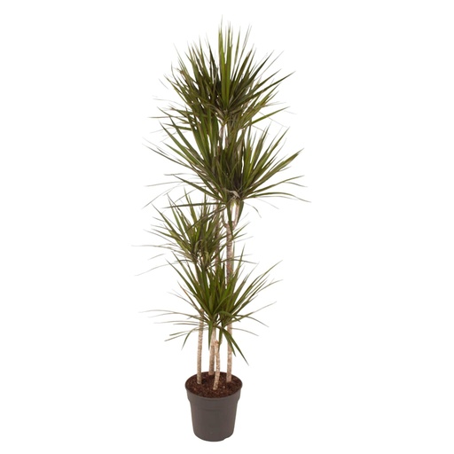"Drachenbaum (Dracaena marginata) – pflegeleichte Zimmerpflanze, Höhe ca. 180 cm image"
