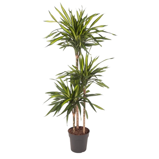 "Riki-Drachenbaum (Dracaena riki) – pflegeleichte Zimmerpflanze, Höhe ca. 140 cm image"