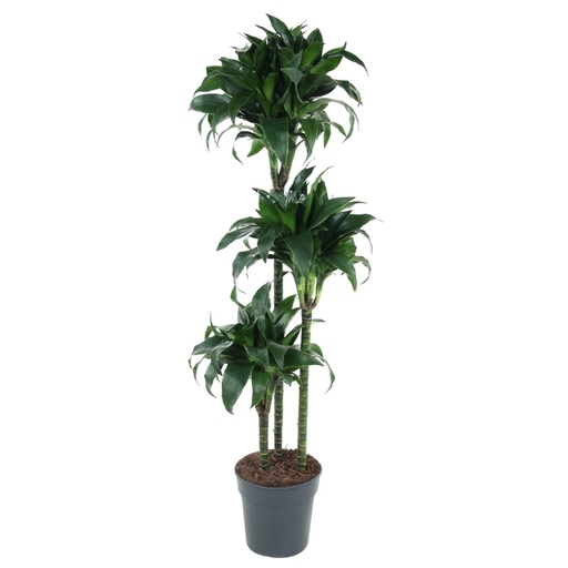 "Drachenbaum (Dracaena tatuade) – pflegeleichte Zimmerpflanze, Höhe ca. 140 cm image"