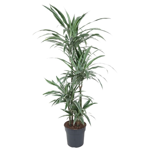 "Warneckei-Drachenbaum (Dracaena warneckei) – pflegeleichte Zimmerpflanze, Höhe ca. 130 cm image"