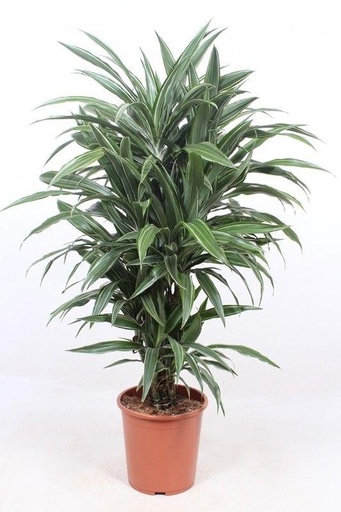 "Warneckes Drachenbaum (Dracaena warneckei) – pflegeleichte Zimmerpflanze, Höhe ca. 100 cm image"
