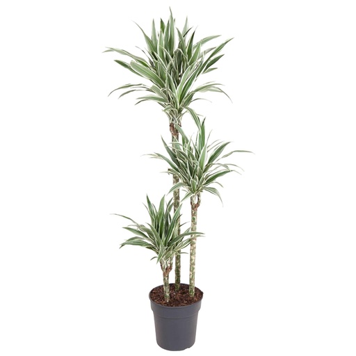 "Dracaena Weißer Streifen - 150 cm - ø24 image"