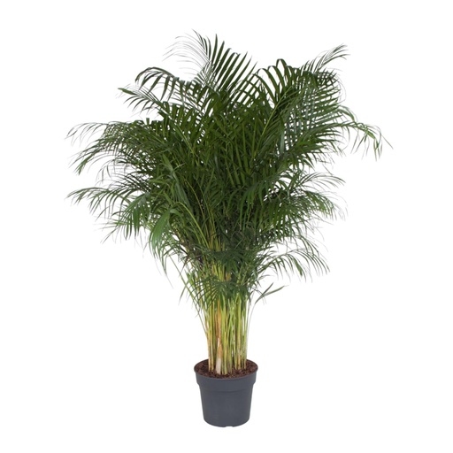"Dypsis Lutescens - 200 cm - ø34 image"