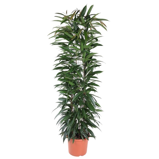 "Ficus Alii King Säule - 150 cm - ø29 image"