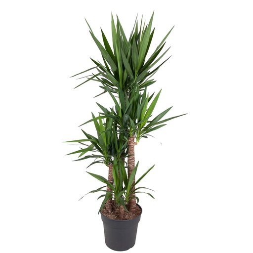 "Yucca Elephantipe - 180 cm - ø34 image"