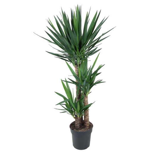 "Yucca Elephantipe - 140 cm - ø24 image"