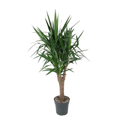 "Yucca Elephantipe branched - 150 cm - ø31 image"