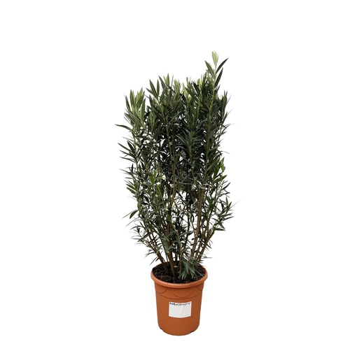 "Nerium Oleander shrub - 180cm- Ø40 image"