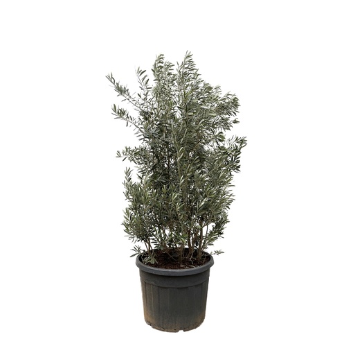 "Olivenbaum (Olea europaea) – mediterraner Kübelbaum, Höhe ca. 250 cm image"