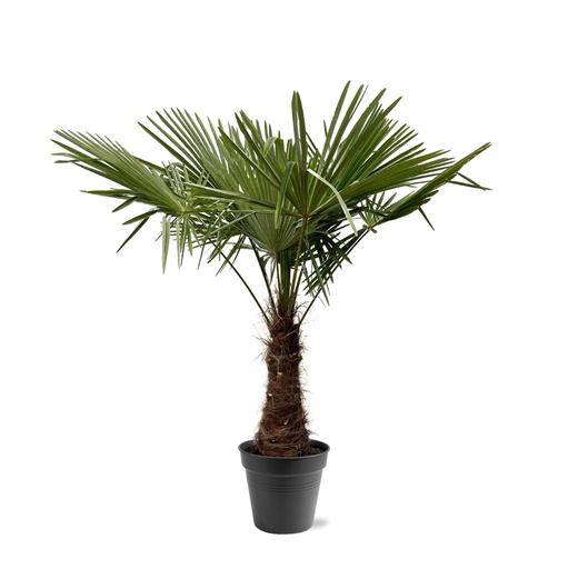 "Trachycarpus Fortuneii - 220 - 240cm - Ø40-45 image"