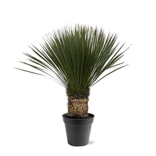 "Yucca Rostrata - 80 - 100cm- Ø38 image"