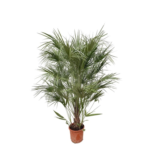 "Chamaerops Humilis Strauch - 170 cm - Ø30 image"