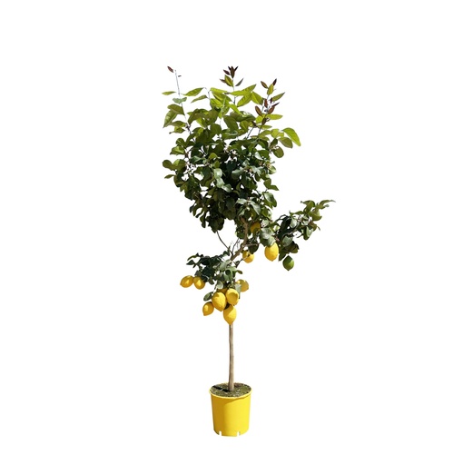 "Zitronenbaum (Zitronenbaum) – mediterrane Kübelpflanze, Höhe ca. 150 cm image"