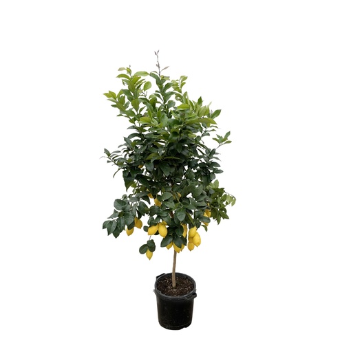 "Citrus Lemon - 210cm - ø40 image"