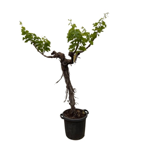 "Grapevine (Vitis Vinifera) stem branched - 200cm - ø35 image"