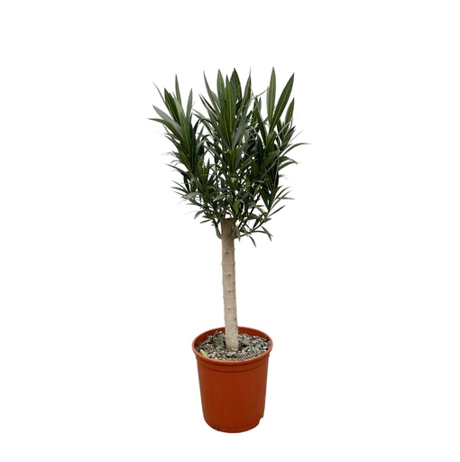 "Nerium Oleander on stem with red flower - 110cm - Ø30 image"