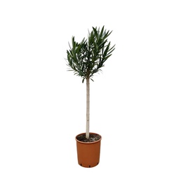 Nerium Oleander Stämmchen mit weißen Blüten - 150 cm - Ø30