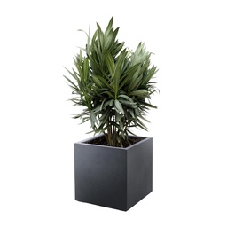 Nerium Oleander Strauch mit roter Blüte - 70cm- Ø19