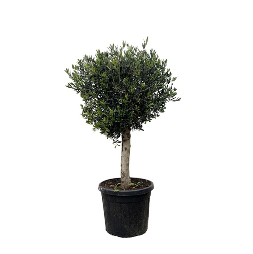"Olea Europaea Lorc - 180cm- Ø45 image"