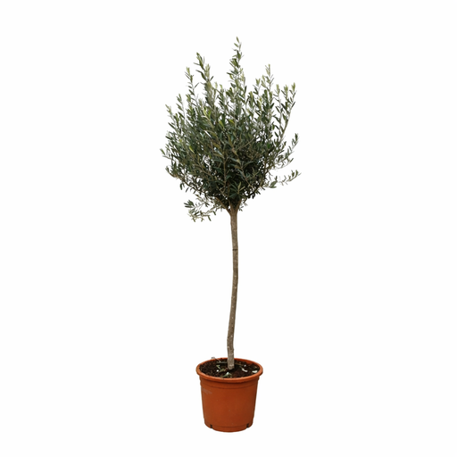 "Olea Europaea on stem - 160cm- Ø24 image"