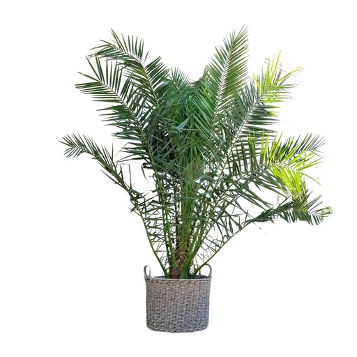 "Phoenix Canariensis - 230cm - ø50 image"