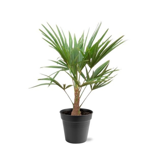 "Chinesische Hanfpalme (Trachycarpus fortunei) – pflegeleichte Zimmerpflanze, Höhe ca. 100 cm image"