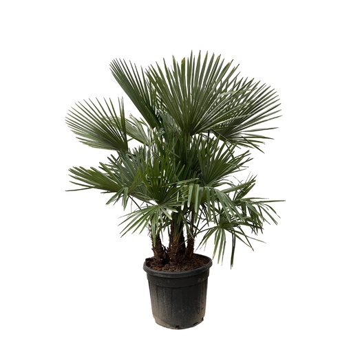 "Trachycarpus multi stem - 230cm- Ø50 image"