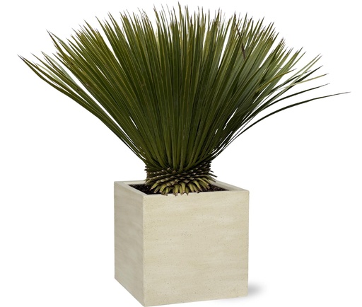 "Blaue Palmlilie (Yucca rostrata) – pflegeleichte Zimmerpflanze, Höhe ca. 70 cm image"