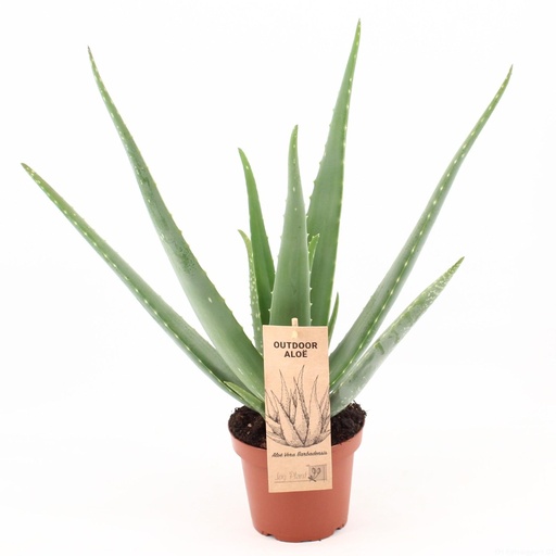 "Echte Aloe (Aloe vera) – pflegeleichte Zimmerpflanze, Topf-Ø 14 cm, Höhe ca. 45 cm image"