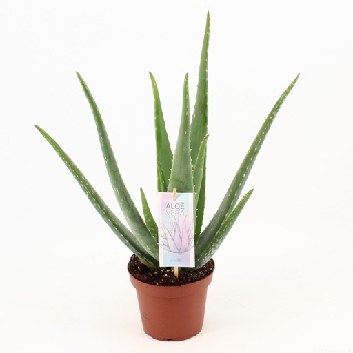 "Echte Aloe (Aloe vera) – pflegeleichte Zimmerpflanze, Topf-Ø 14 cm, Höhe ca. 45 cm image"