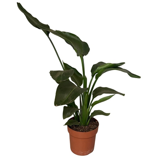"Strelitzia Nicolai 2pp - Ø17cm - ↕65cm image"