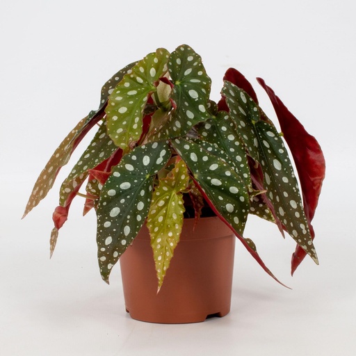 "Begonia Blatt Maculata 'Wightii' - Ø12cm - ↕20cm image"