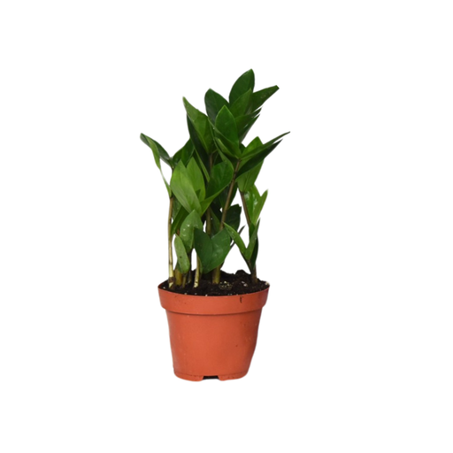 "Glücksfeder (Zamioculcas zamiifolia) – pflegeleichte Zimmerpflanze, Topf-Ø 12 cm, Höhe ca. 30 cm image"