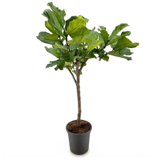 "Ficus Lyrata Baum - 180cm - ⌀30 image"