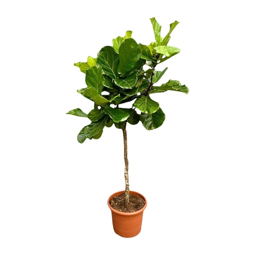 "Geigenfeige (Ficus lyrata) – pflegeleichte Zimmerpflanze, Höhe ca. 200 cm image"