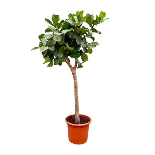 "Ficus Lyrata Baum XXXL - 230cm - ø40-45 image"