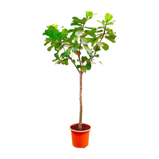 "Ficus Lyrata Baum XXXL - 270cm - ø45 image"