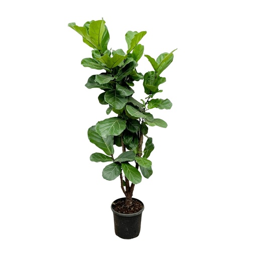 "Geigenfeige (Ficus lyrata) – pflegeleichte Zimmerpflanze, Höhe ca. 150 cm image"