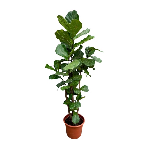 "Ficus Lyrata verzweigt XXL - 200cm - ø45-50 cm image"