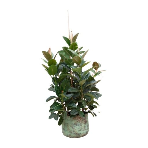 "Ficus Robusta verzweigt - 150 cm - ø38 image"