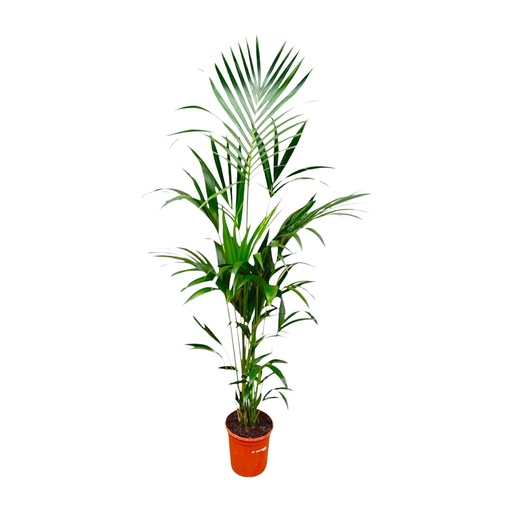 "Kentia palm - 180cm - ⌀21 -25 image"