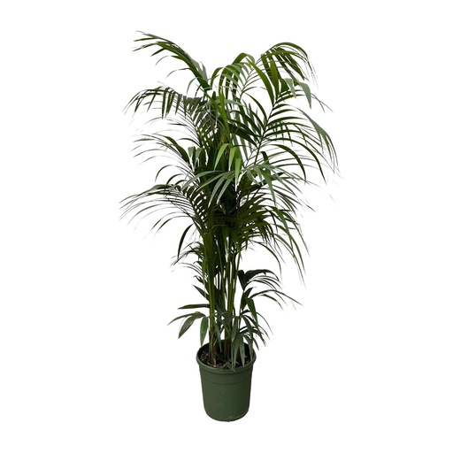 "Kentia palm - 220 cm - ø38 image"