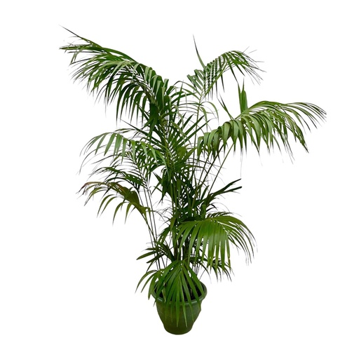 "Kentia Palm XXL - 275cm - ø32-40cm image"